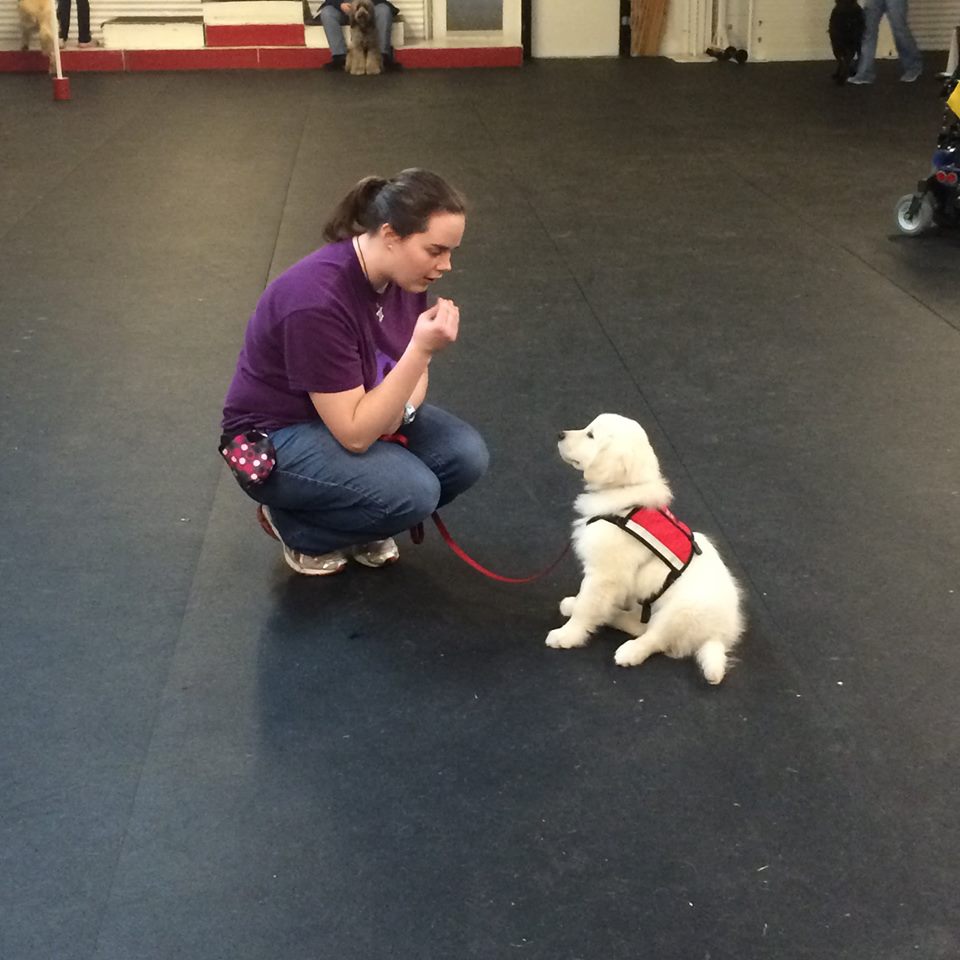 sampson_dog's tweet image. For #InternationalAssistanceDogWeek we want to say thank you to the @adiintl accredited service dog training org @PGIdogs who saw my potential, raised, and trained me - then placed me with Mom. I help Mom so that together we can help others one paw print at a time. #ScienceDog