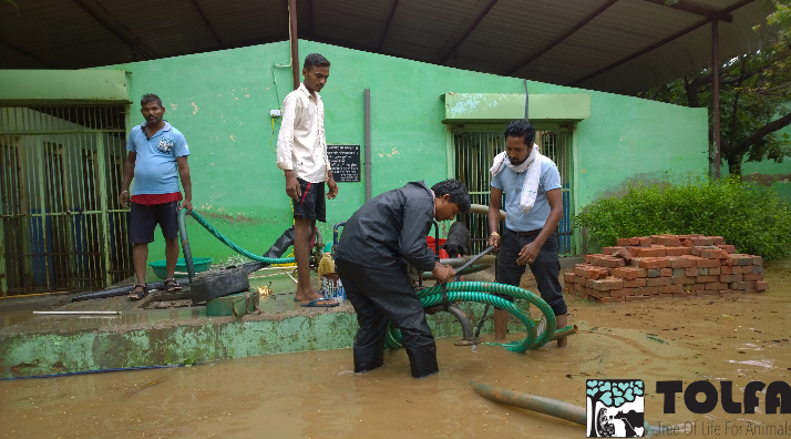 TOLFAcharity's tweet photo. THE ANIMALS ARE SAFE
Day 1 - TOLFA FLOODING
Monsoon floods have wrecked our hospital grounds & even our biggest kennel block flooded.
But thanks to the day long heroic efforts of #TeamTOLFA the water has been pumped out & the animals moved to safety.
#Monsoon #Floods #TOLFA https://t.co/4LkGIBLCUQ