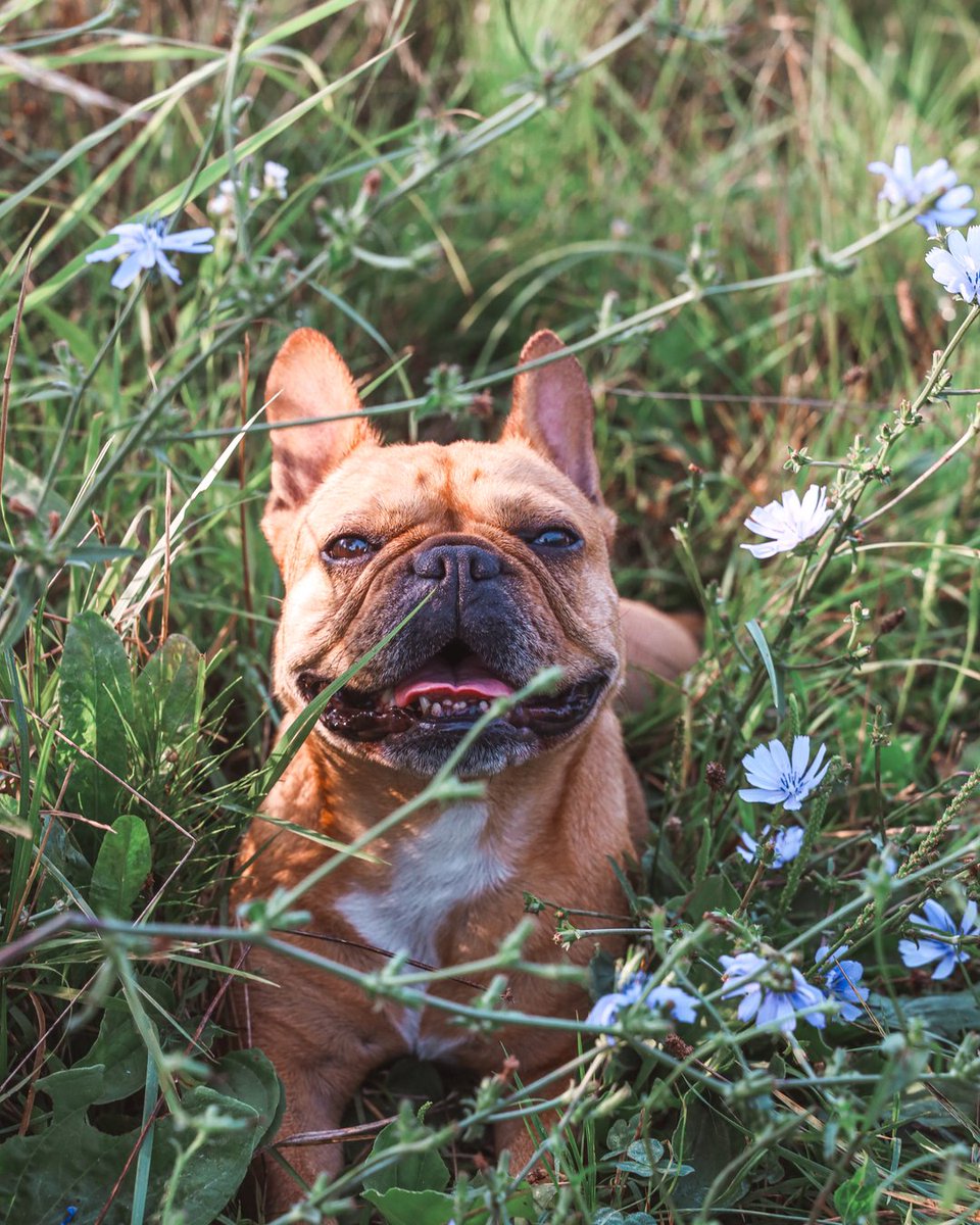 Happy Face 😃🥰

 #frenchie #frenchbulldog #dog #dogstagram #dogsofig #frenchiesofig #frenchielover #doglover #puppylover #dogpuopy #frenchiepuppy #puppy #dogslife #frenchieslife #dogsroutine