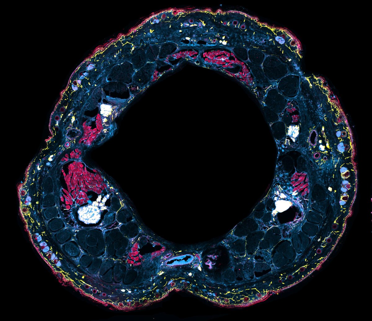 NeuroAlc's tweet photo. #SciencePhoto_IN
"La boca de Saturno" 
Autor: Pablo Hernandez @pablodezo
Lab: Dra. Ana Gomis @anagomisg Dra. Elvira de la Peña @ElviradelaPeaG1 Dr. Carlos Belmonte Dr. Félix Viana @neuroviana @painchannels
"Sección transversal de la cola de ratón. En amarillo, fibras...1/2 https://t.co/b7sG8oNJDE