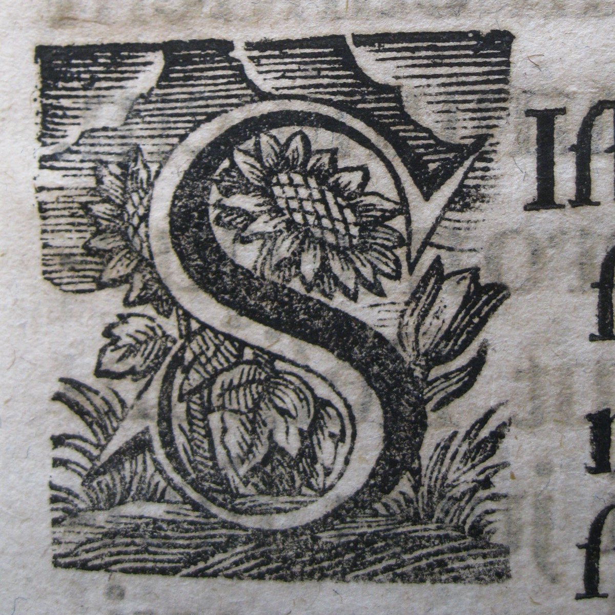 S is for Sunflower! Beneath a canopy of clouds, a pair of sunflowers peer out from behind an engraved letter S, along with tulips and other greenery. Detail from a 1737 volume in #HlslSpecialCollections by Johann Ulrich von Cramer. Photo by Mary Person. HOLLIS 990102559150203941.