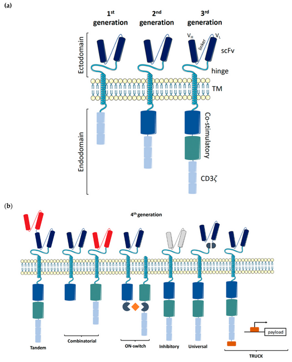 Cancers_MDPI's tweet image. 👏Happy to share with you today #Review "You Have Got a Fast CAR: Chimeric Antigen Receptor NK Cells in #Cancer #Therapy"
👥by Aline Pfefferle and @Dr_Nick_Bikes
Link👉mdpi.com/2072-6694/12/3…
natural killer cells; chimeric antigen receptors; immunotherapy @MonashUni