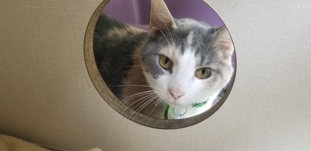 kuradio's tweet photo. Time for a new #kuradio #RadioForPets #PetOfTheWeek! Introducing Tulip, a 10-year-old domestic shorthair feline at the Humane League of Lancaster County. Tulip is a calm and quiet lady looking for a place to call her own. Call the Humane League today at (717) 393-6551 today! https://t.co/bNIH6y4klb