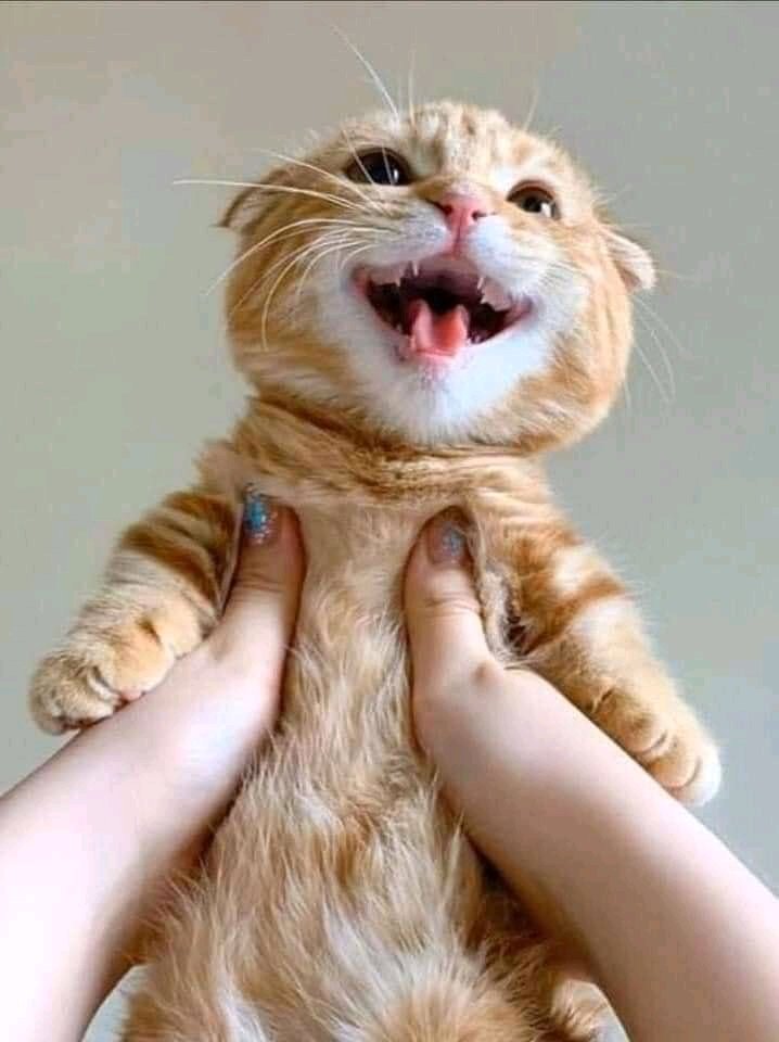 pets_fun_house's tweet image. 