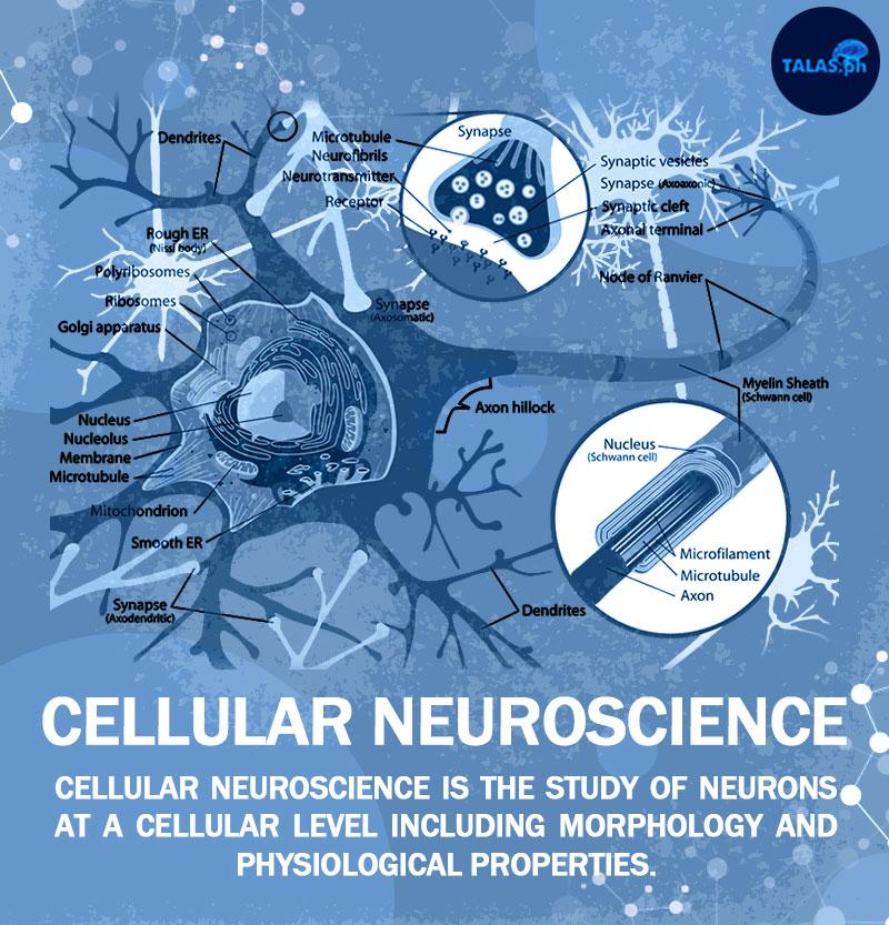talasneuroPHIL's tweet image. #cellularneuroscience