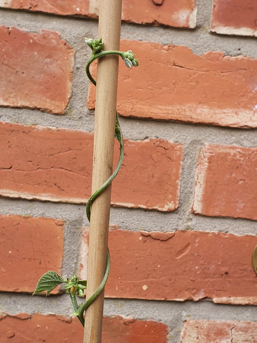 ZoeMeredith5's tweet photo. @MonksAbbeyFS1 @monksabbey Thea's bean plant is growing well. Measures about 30 inches. She wanted to share that its getting buds on it now aswell. https://t.co/Lh77jCfH1z