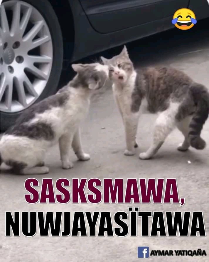 ELIASREYNALDO's tweet photo. Sasksmawa - TE ESTOY DICIENDO
Nuwjayasïtawa - TE VAS A HACER PEGAR
#Aymara https://t.co/Ak9pJibKU7