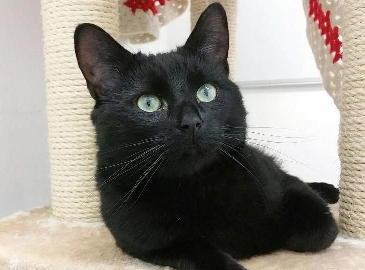 Animal Adoptions UK 🐕‍🦺🐈🐎❤️ tweet media