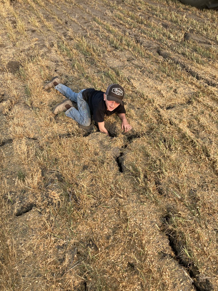 If it gets dryer does he get his leg in the crack ? Hope for a wet September