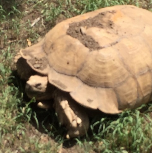 WitnessEritrea's tweet photo. #Mondaymotivation  #peoplebased #development #slowandsteadywinstherace
#Studyabroad students met a tortoise while at the Ministry of Agriculture in #Asmara #Eritrea. Tortoise can live to be +70 yrs old.  
@ScharSchool @masonglobal @GeorgeMasonU #UN @wedigere #SDG #Africando #hoa https://t.co/KHtPku4yn5