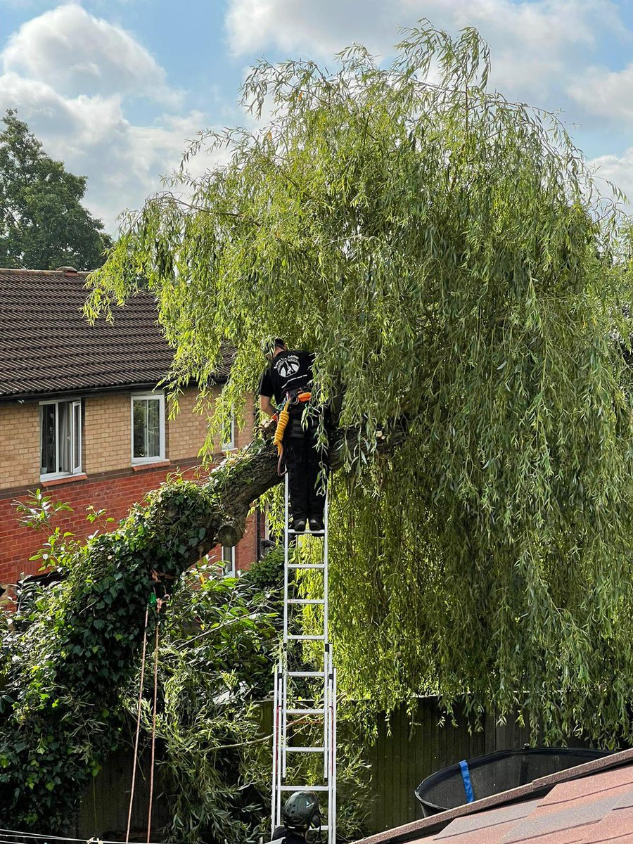 browns_tree's tweet photo. #treeworks #willowtree  #weepingwillow #treefelling #treeremoval #treesurgeon #treesurgery #insurancetree #insurancetreeworks #subsidence #buckinghamshirebusiness #familyrunbusiness #miltonkeynes #bedford #hedgetrimming #treepruning #firewood #pollarding https://t.co/6mpR45vOsH