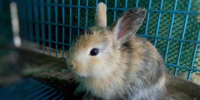 "Pet rabbits are highly sociable animals, so it’s a big concern that so many in the UK still live solitary lives"

Almost half of UK rabbits live alone, report finds:
vetcommunity.com/vc/newsitem/?s…

<a href="/PDSA_HQ/">PDSA</a> #veterinary #rabbits #AnimalWelfare #pets