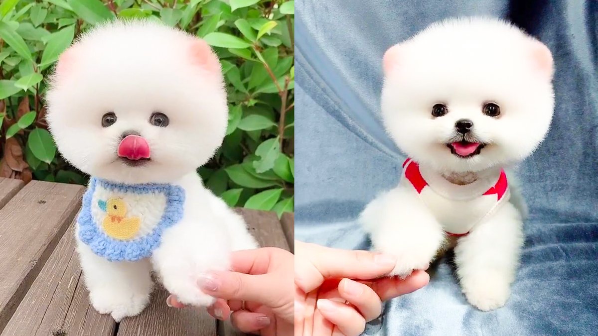 Dogs \u0026 Puppies Sharing (@puppy__home) • Instagram photos and videos, image size:1200x675