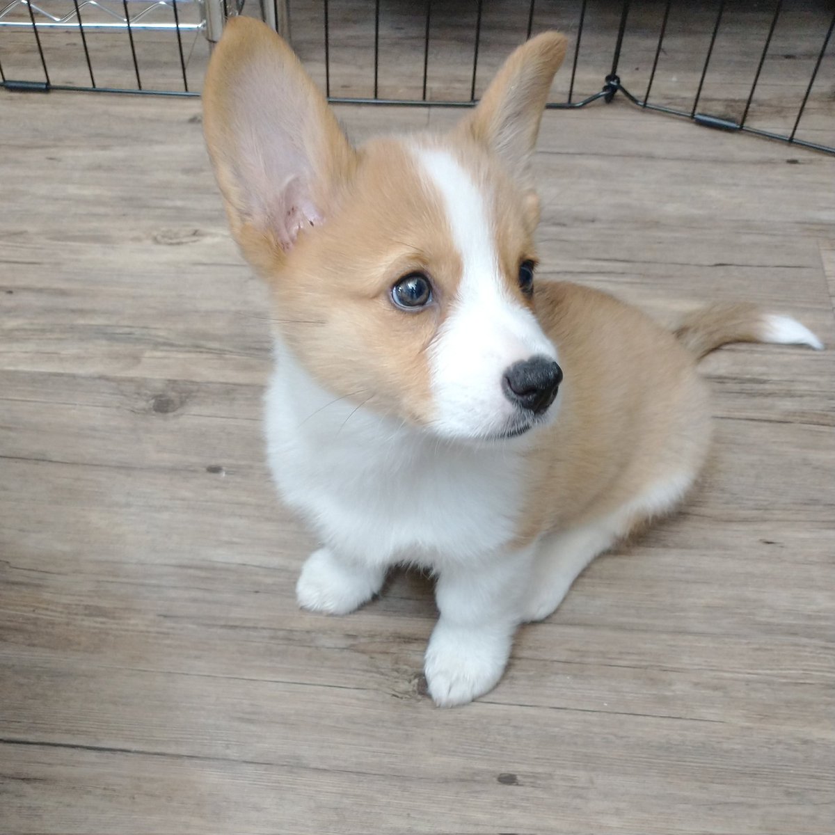 Hey @Caltrain, I had to get a car just so I can get my Corgi puppy to work with me. Why not allow dogs on Caltrain? Require carriers, or designate a dog cart. But why a blanket ban? This puppy would love to ride on your trains.