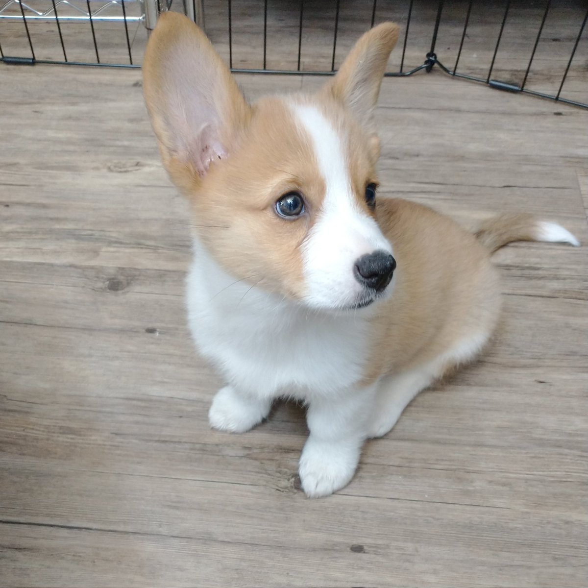 Hey <a href="/Caltrain/">Caltrain</a>, I had to get a car just so I can get my Corgi puppy to work with me. Why not allow dogs on Caltrain? Require carriers, or designate a dog cart. But why a blanket ban? This puppy would love to ride on your trains.