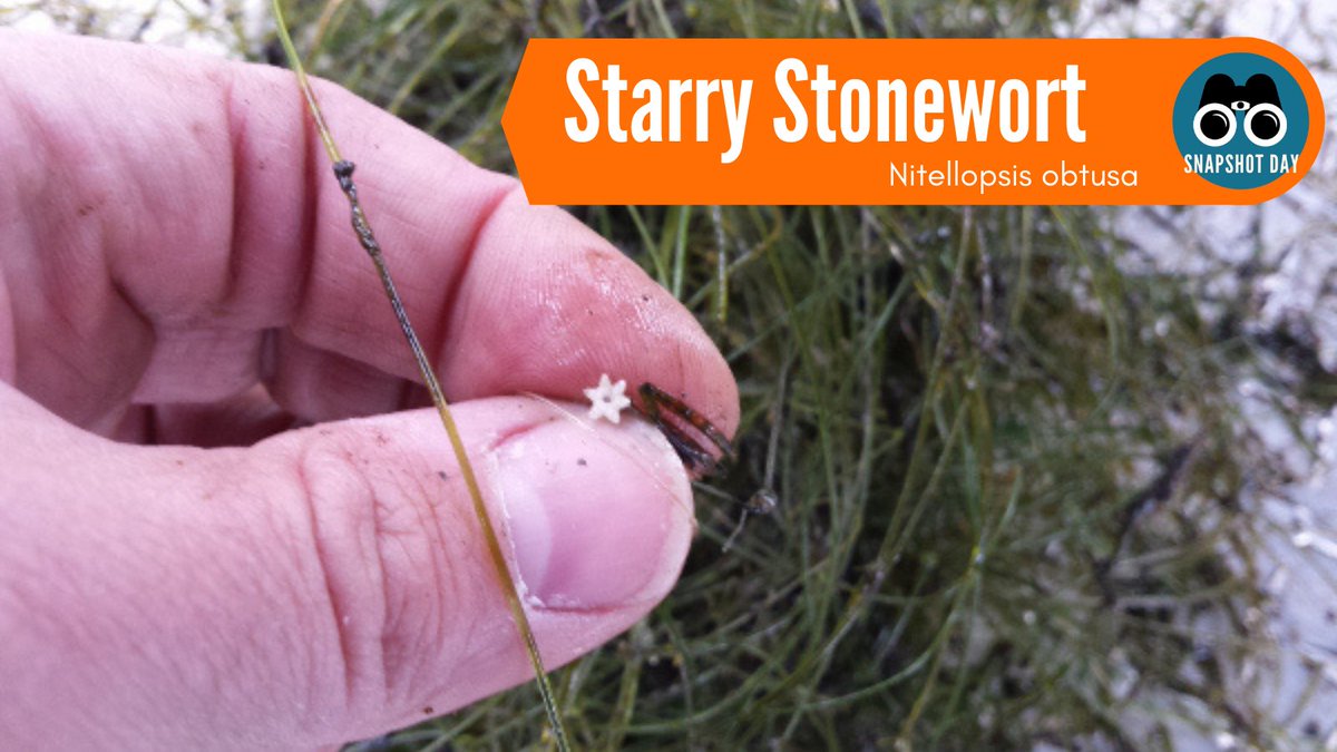 During Snapshot Day 2019, volunteers discovered a new population of Starry Stonewort in Pewaukee Lake and a few days later another new population in Lower Nemahbin Lake!  
Learn to make AIS detections at Snapshot Day 2021!
Register Today! forms.gle/Vdg3uDxDa1HaXp…

#snapshotday2021