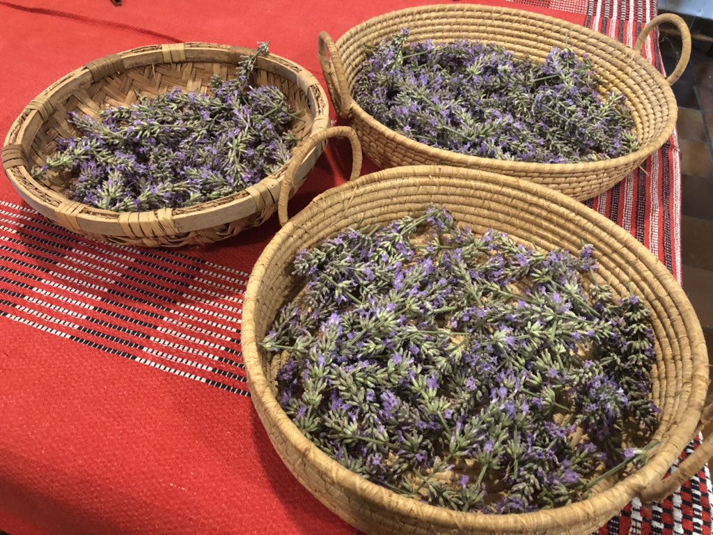 La lavande est rentrée avant l’averse ouf ! J’en ai tout de même laissé pas mal pour les abeilles qu’elle régale. Il n’y a plus qu’à la faire sécher !