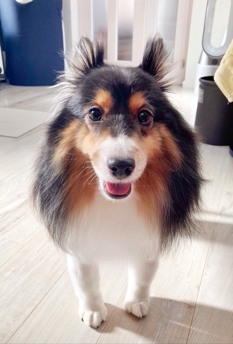 なめ子 二足歩行生物みたいで可愛い犬が撮れたのでドット絵にしたらアンダーテイルにいそうな感じになった なめ子 二足歩行生物みたいで可愛い犬が撮れたのでドット絵にしたらアンダーテイルにいそうな感じになった