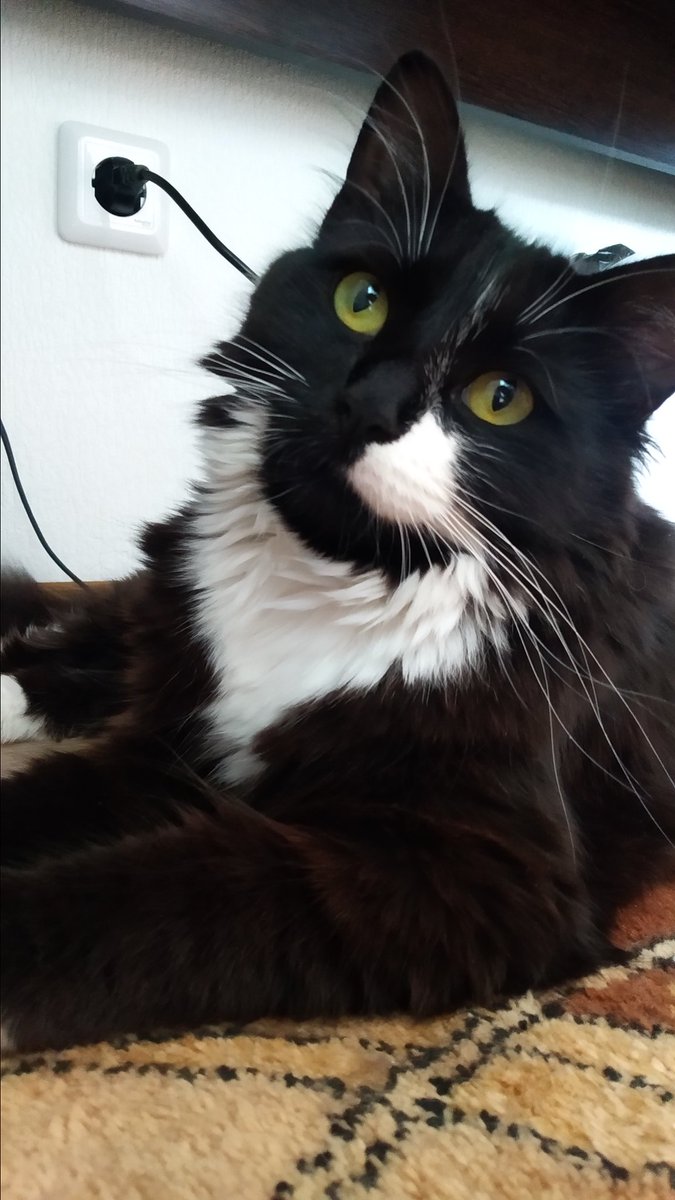 _brkn_hrt's tweet photo. @giorgiasoleri here I also have. I also have two cats and I can't imagine my life without them at all. when I feel bad, always there for me https://t.co/2vnodq9etG