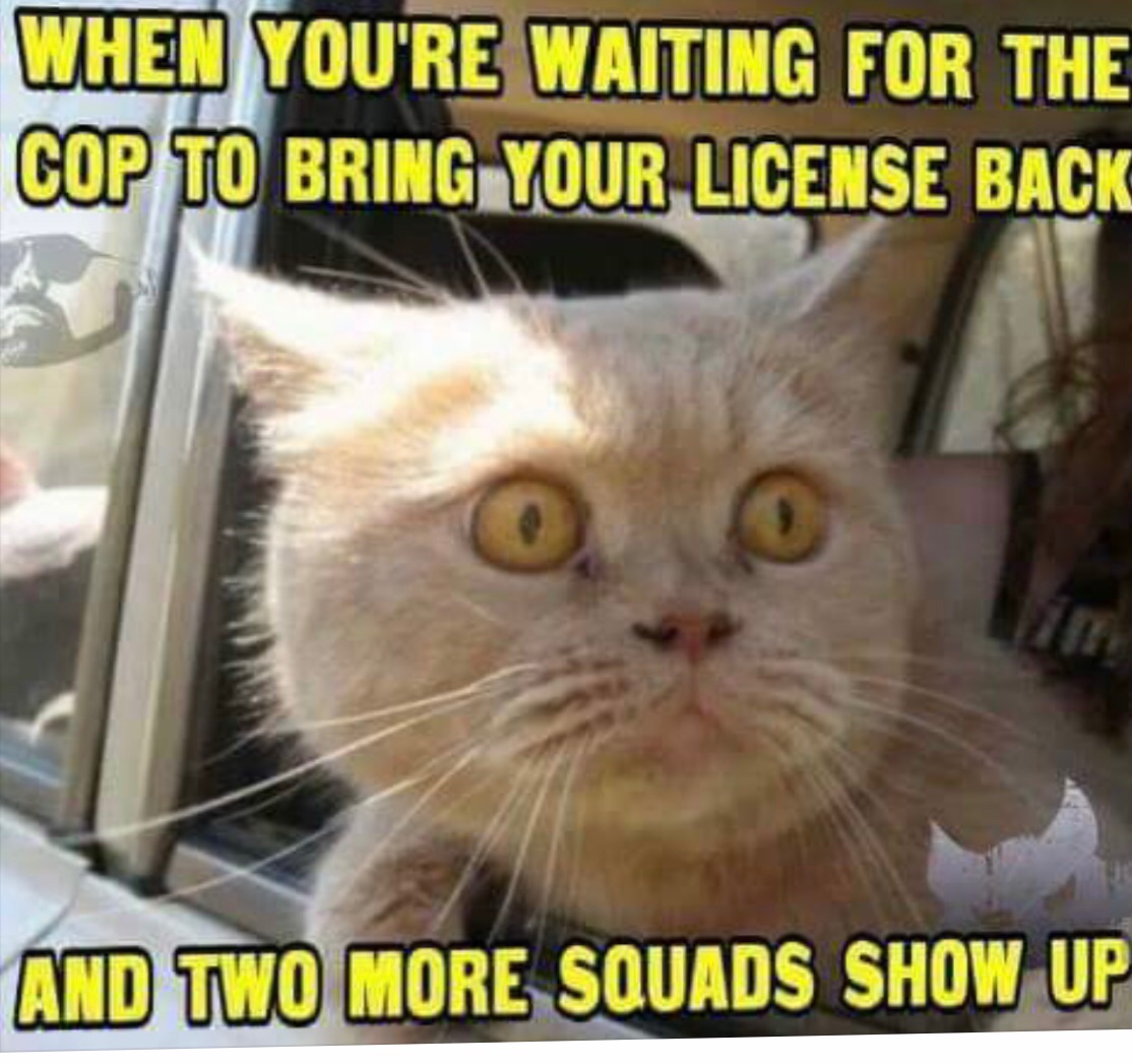 Cats never call collect from jail. 💙🌎 We don’t appreciate that emough ♥️