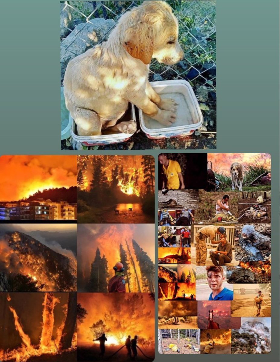 Böceği öldürmeye kıyamayıp dışarı atan milletiz biz. Hayvanlarımız ağaçlarımız hatta insanlarımız diri diri yanıyor.. Allah'ım sen yardım et çok çaresiziz..