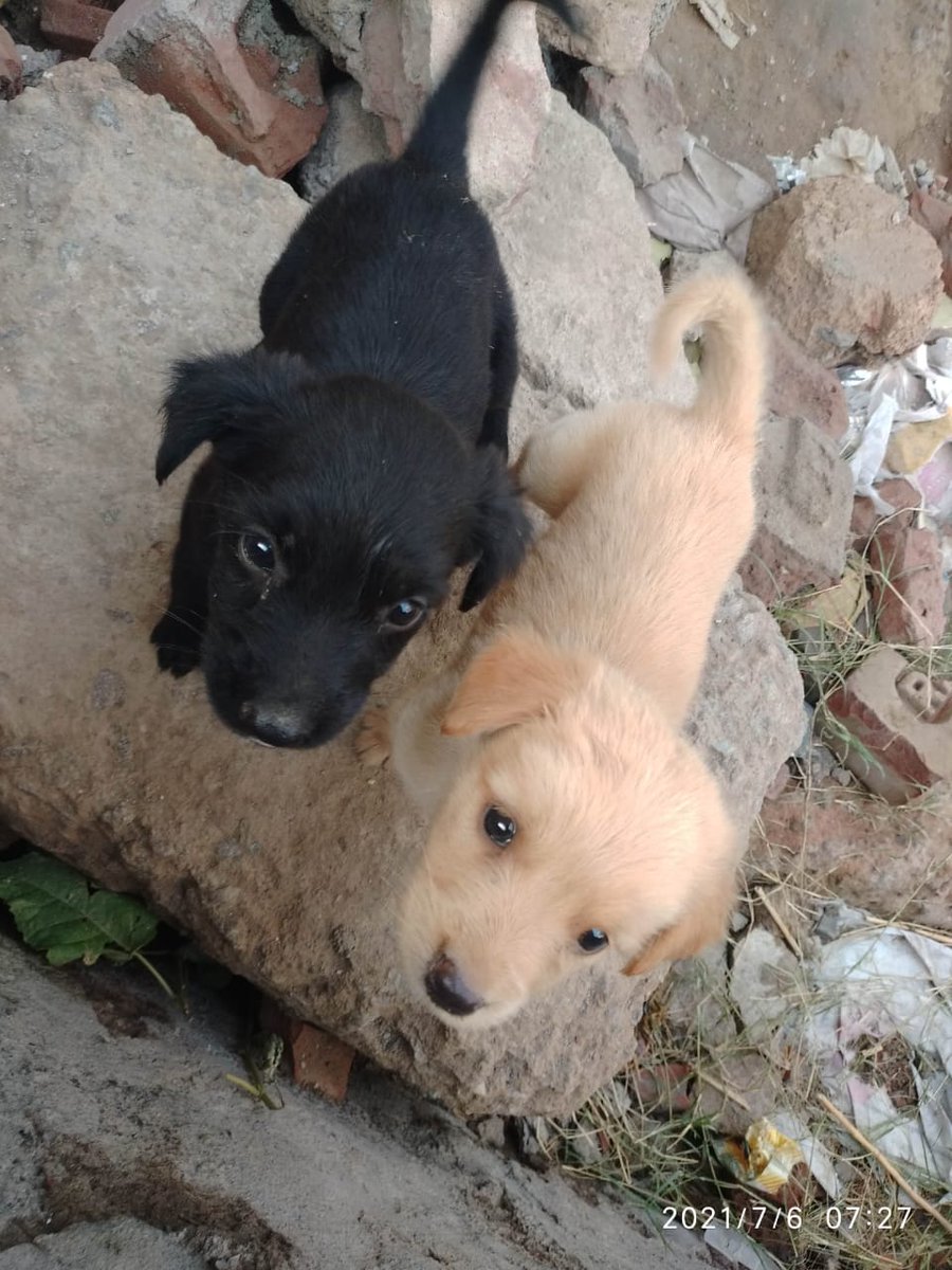 India my Pride on Twitter "Hope some one adopt me as well... Any