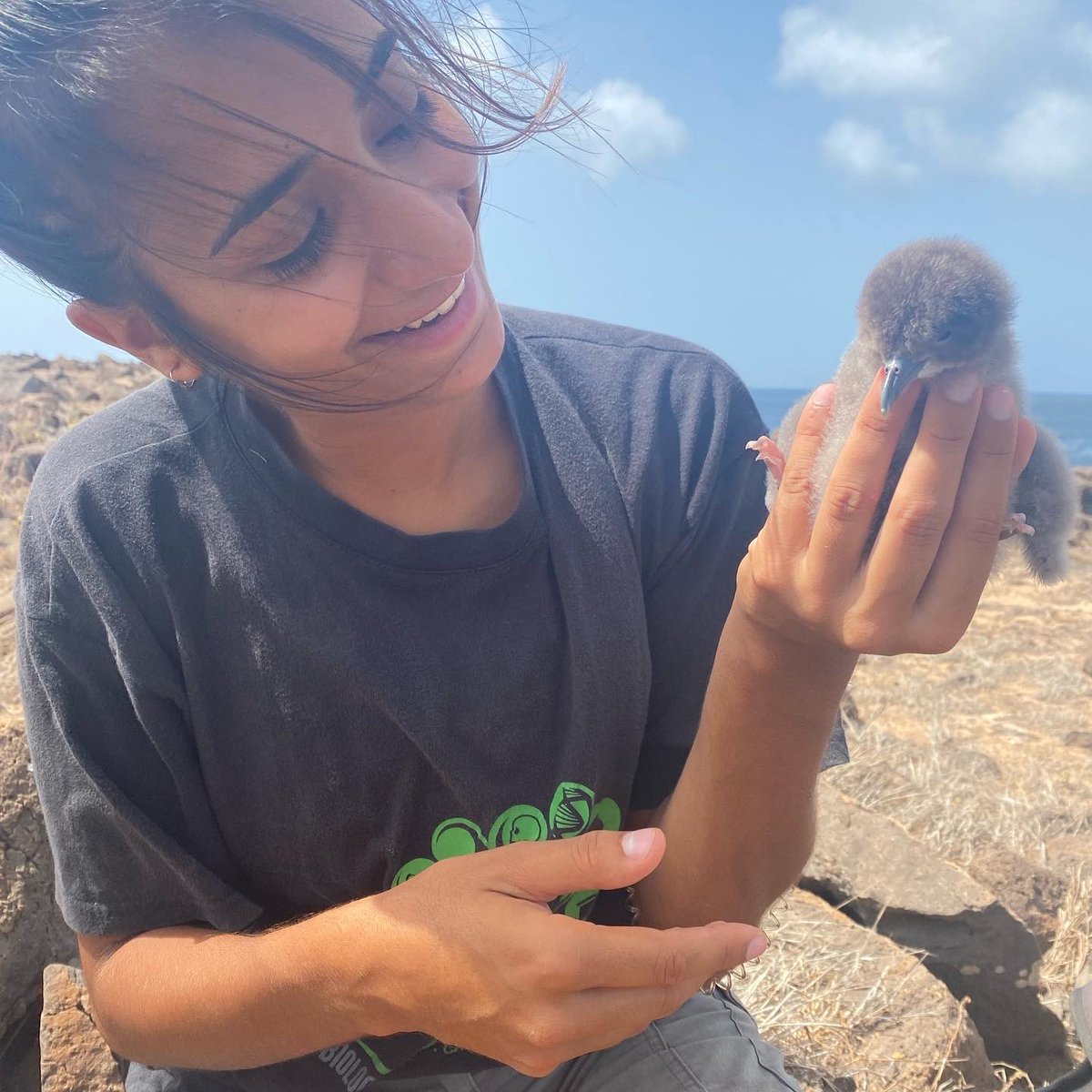MDiMatos's tweet photo. 3 days before the departure, these future migrants give us the pleasure to join us! 🐣 Start to hatch Cape Verde shearwater at Raso islet! Hell yeah !💪
 #calonectrisedwardsii #caboverde #seabirds @ECOTOP_UC @MavaFdn @BirdLife_News @UnivdeCoimbra @DCV_UC https://t.co/7kUXxM4Vku