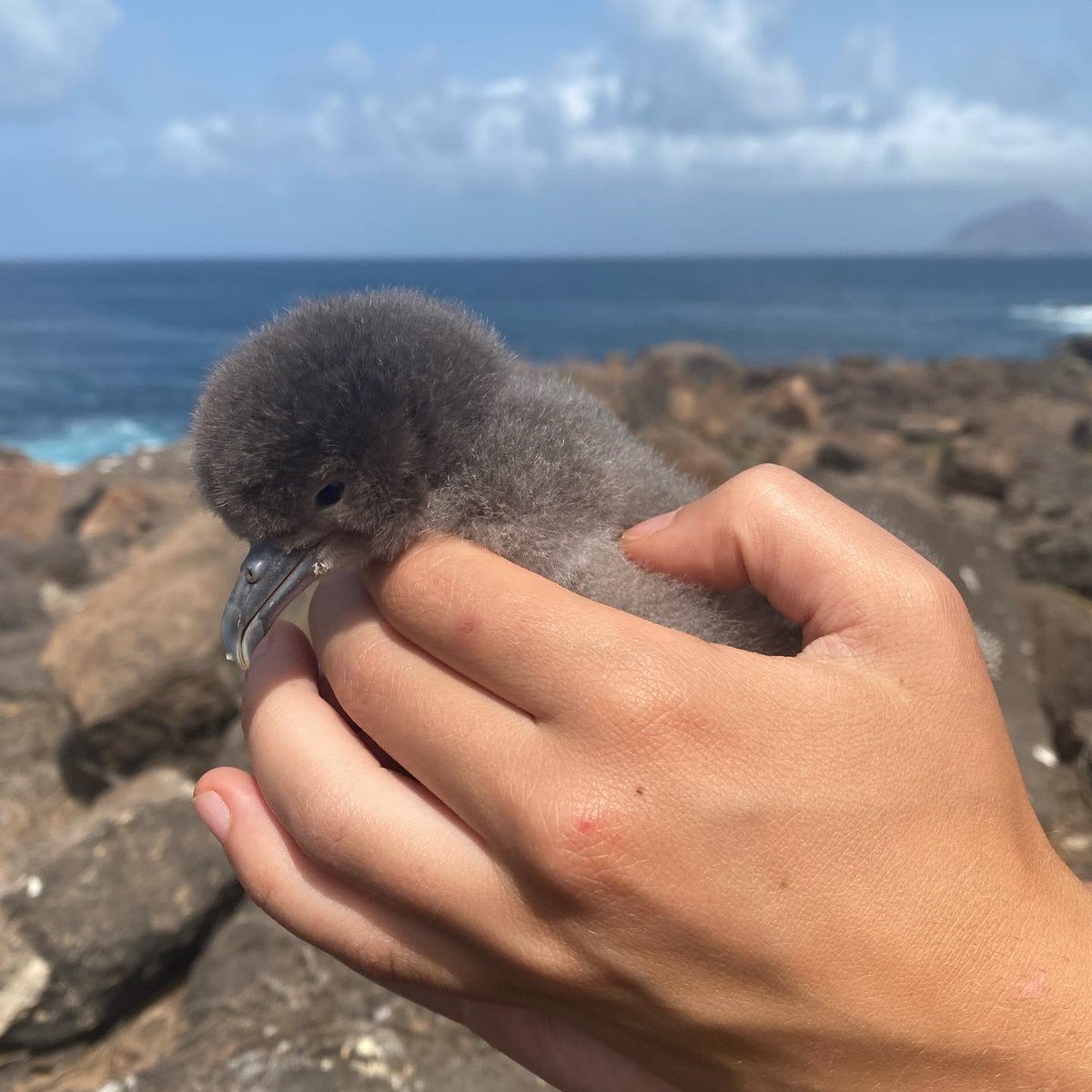 MDiMatos's tweet photo. 3 days before the departure, these future migrants give us the pleasure to join us! 🐣 Start to hatch Cape Verde shearwater at Raso islet! Hell yeah !💪
 #calonectrisedwardsii #caboverde #seabirds @ECOTOP_UC @MavaFdn @BirdLife_News @UnivdeCoimbra @DCV_UC https://t.co/7kUXxM4Vku