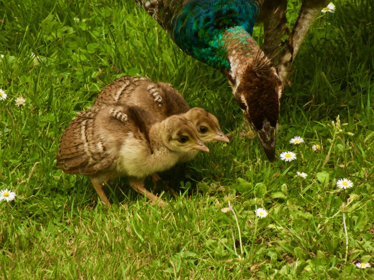 cirzh's tweet image. #Firecrest #Peafowl #CommonTern #Swallow #BirdsSeenIn2021 #NorthernIreland #StrangfordLough #TwitterNatureCommunity #birds #birdwatching