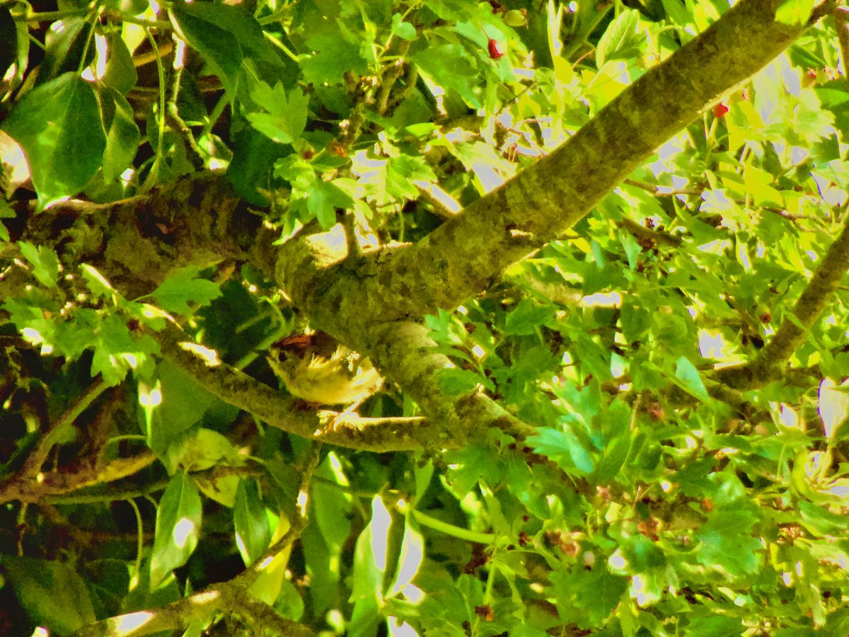 cirzh's tweet image. #Firecrest #Peafowl #CommonTern #Swallow #BirdsSeenIn2021 #NorthernIreland #StrangfordLough #TwitterNatureCommunity #birds #birdwatching