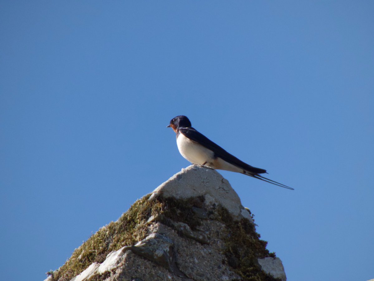 cirzh's tweet image. #Firecrest #Peafowl #CommonTern #Swallow #BirdsSeenIn2021 #NorthernIreland #StrangfordLough #TwitterNatureCommunity #birds #birdwatching