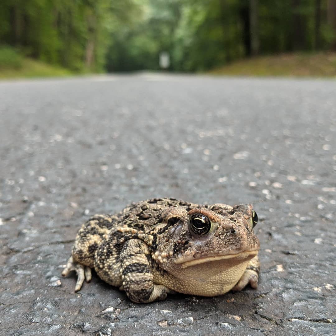 freckledyranger's tweet photo. Toad makes me happy. https://t.co/7HjtvQMtuQ