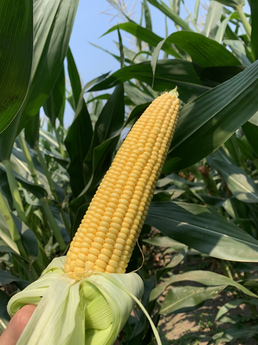 BlaineRothacker's tweet image. G80Q01 is making the most out of what little rain we’ve been seeing in NW Minnesota! Good to see our Artesian trait hard at work!
@GldnHarvest