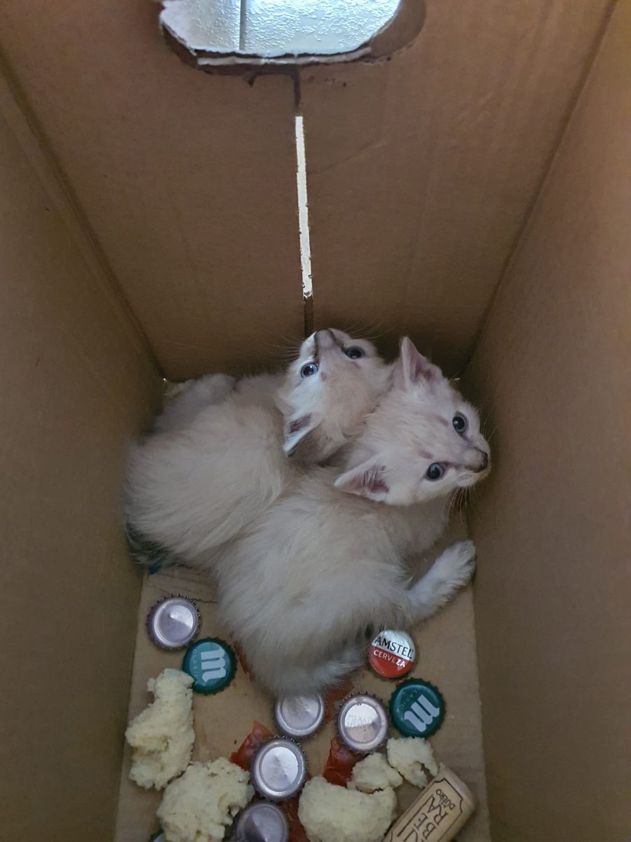🔴🔴Gatos preciosos de dos o tres meses, abandonados en una caja con cachos de pan y chorizo. Buscan adoptante urgentemente. Muy dóciles. 🔴🔴
