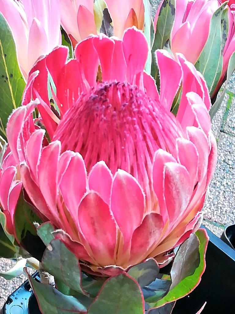 Hanaikoi おはようございます プロテアの花 とても綺麗ですね プロテア キングプロテア 切り花 花写真