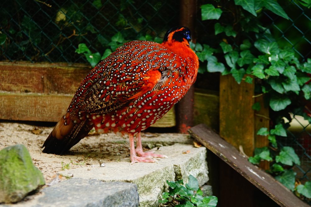 MiHeBlog's tweet image. Gut schaut er aus, der #Satyrtragophan im #TierparkHerborn in #Mittelhessen. Doch nicht nur seinetwegen lohnt sich ein Besuch dort.

mittelhessenblog.de/tierpark-herbo…
