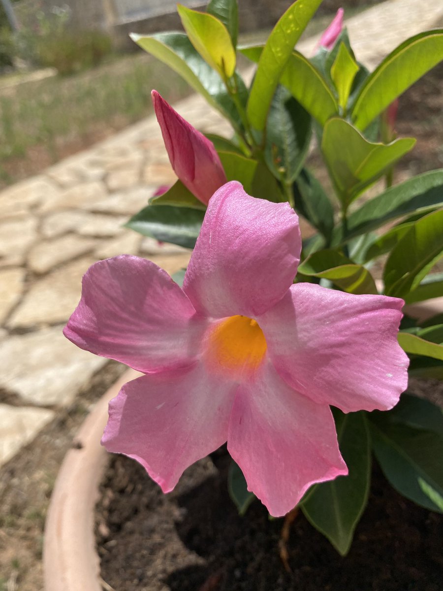edoballerini's tweet image. My daughter borrowed my phone to take a picture of this flower “because it’s beautiful.” Hope it brightens your day as it did mine… #itsbeautiful