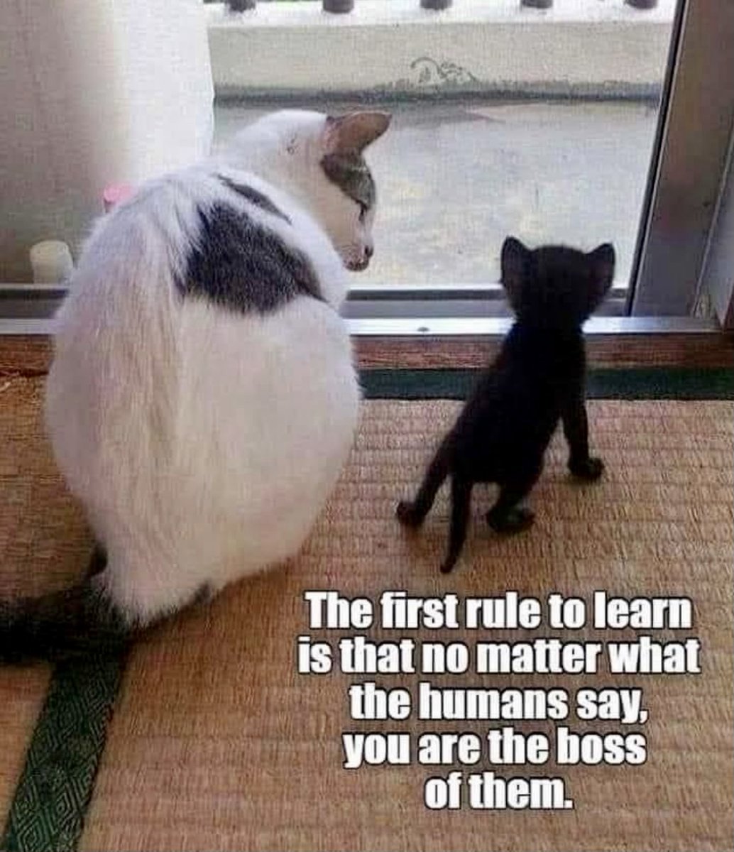 BertsBoxCo's tweet photo. We all know who’s the boss!  😹

DM for credit

#monday #cat #kitten #orangecat #bertsboxco #catsofinstagram https://t.co/94yrKgS1l8