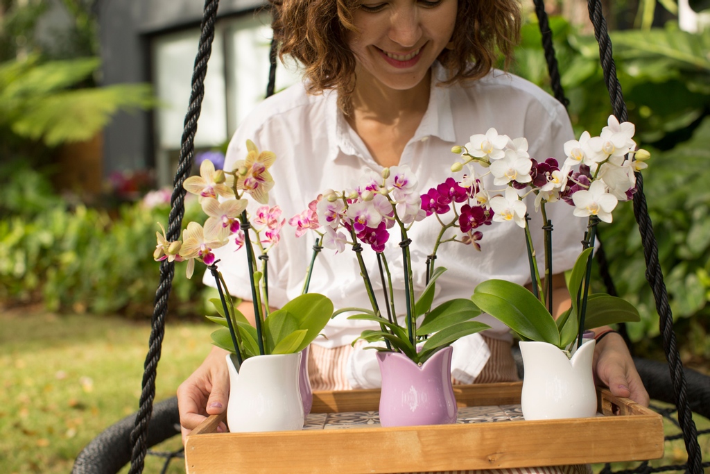 Phalaenopsis Orchids in tulips pots 🌺
 #orchidlover #orchidcollection
