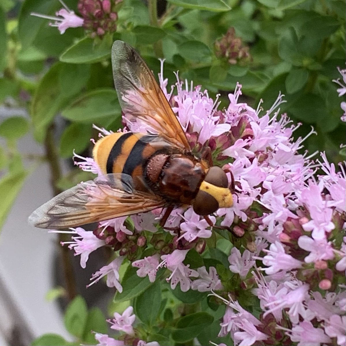 Amanda_Fallan's tweet photo. Here’s one for you @MDrWatson - a Hornet Mimic Hoverfly, spotted yesterday.  The UK’s largest hoverfly at 2cm long. https://t.co/7VovHEygur