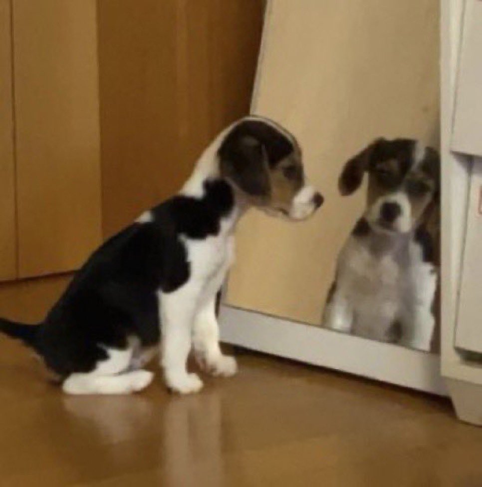 alice 🍡 (@hiraetenth) on Twitter photo 