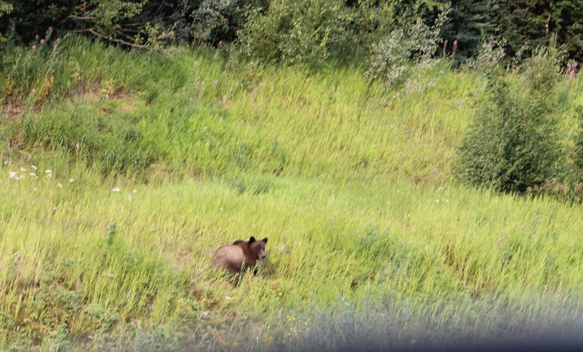MichelleKisil's tweet photo. Hard to believe 3 yrs ago today I saw 2 Grizzly Bears, a day apart from each other! My fave shot has to be the one w no one around along #hwy16; he sat down &amp; grinned! 😏That Grizzly definitely saw me! The other was enormous, seen on #Icefields Pkwy. #Grizzly #AB #BC #RoadTrip 💙 https://t.co/Ew2KZAwUer