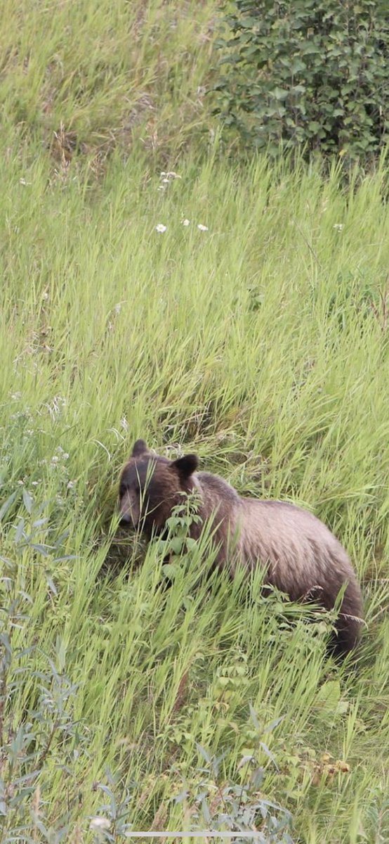 MichelleKisil's tweet photo. Hard to believe 3 yrs ago today I saw 2 Grizzly Bears, a day apart from each other! My fave shot has to be the one w no one around along #hwy16; he sat down &amp; grinned! 😏That Grizzly definitely saw me! The other was enormous, seen on #Icefields Pkwy. #Grizzly #AB #BC #RoadTrip 💙 https://t.co/Ew2KZAwUer
