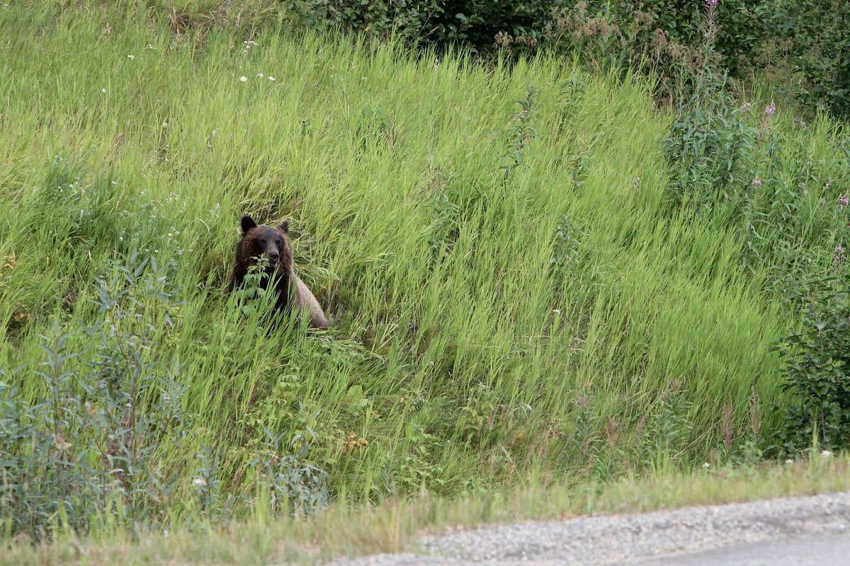MichelleKisil's tweet photo. Hard to believe 3 yrs ago today I saw 2 Grizzly Bears, a day apart from each other! My fave shot has to be the one w no one around along #hwy16; he sat down &amp; grinned! 😏That Grizzly definitely saw me! The other was enormous, seen on #Icefields Pkwy. #Grizzly #AB #BC #RoadTrip 💙 https://t.co/Ew2KZAwUer