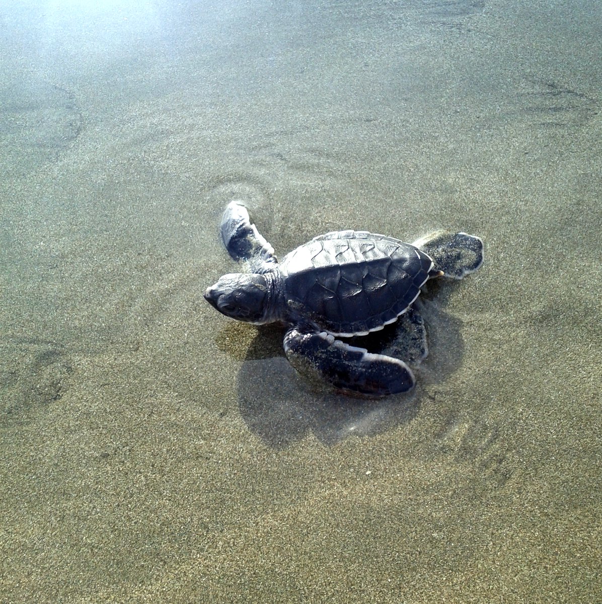 This little made it safely to the ocean with persistence. Keep going ~ goals and intentions are reached through micro, persistent steps forward! 🌊  #StokeYourBliss #MondayVibes✨ #SeaTurtles #WholePlantHemp #HempSkincare #HempTopicals #NaturopathicMedicine  #Nurtrium