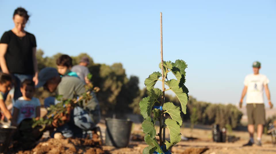ReForest_Earth's tweet photo. A new #regenerative #farm is getting planted! Since our last update at the completion of the #design phase, the team at Rimon (pomegranate) Farm has been working hard to install the farms infrastructure. Most recently we worked on the #swales. Now #planting is well under way! https://t.co/SNR5YZjxn8
