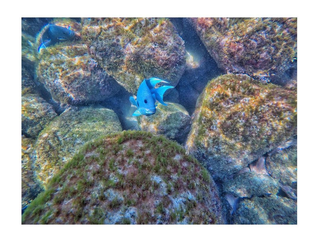 VisitIZ's tweet photo. Les deseamos un buen lunes a todos, desde Playa las Gatas en #IxtapaZihuatanejo.

¡Descubre todo un mundo submarino en tu próxima visita!

📸@vista.de.mari  
📍Playa las Gatas

#ThisIZit #VisitIZ #Guerrero #ixtapa  #zihuatanejo #photo #fish #beach #mundoacuatico #discovery https://t.co/2rPyyAlkne