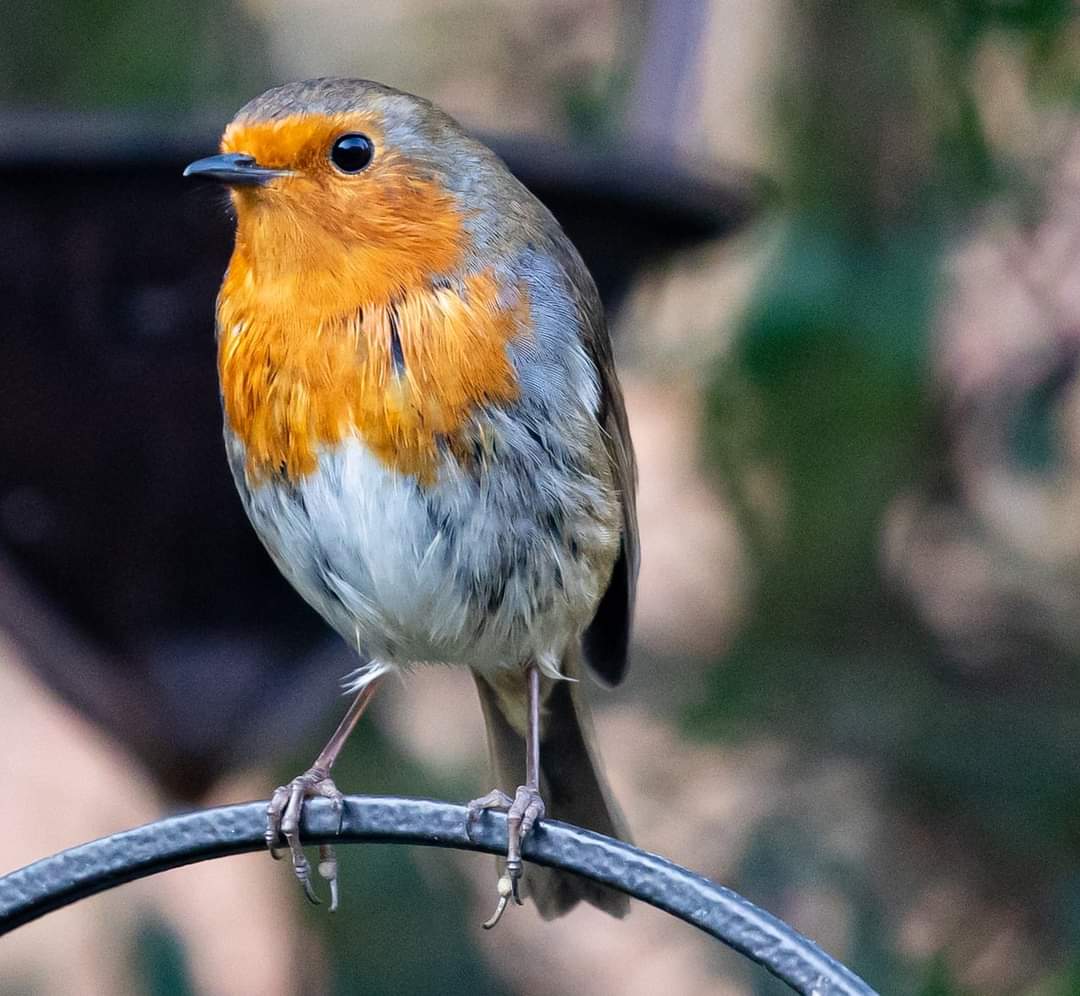 En este caso la opción incorrecta era la d) 

El petirrojo europeo es una especie que tiene preferencia por la cercanía al agua y habita en bosques húmedos, frondosos y mixtos con abundante sotobosque.

¡Gracias a todos por participar! 😄