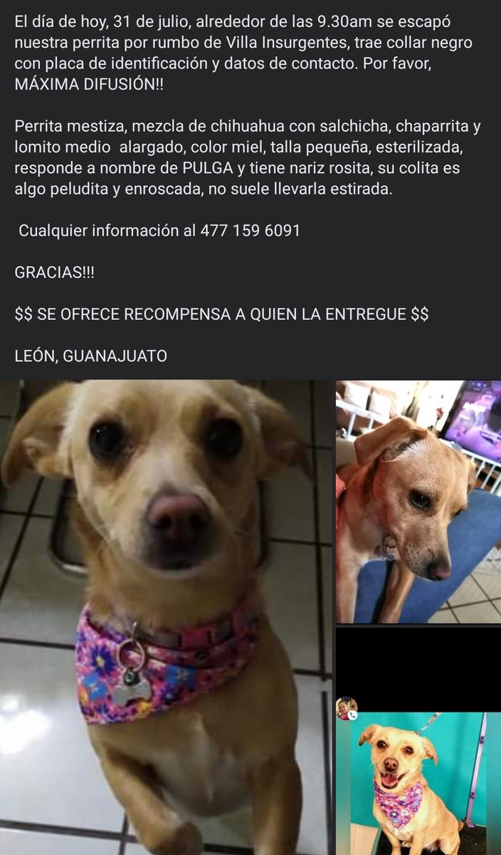 Se busca a PULGA!!! Pf RT @LionPipol <a href="/BonitoLeonGto/">bonitoleon.com</a> @Leon_Joven <a href="/YoSoyDeLeon/">Yo Soy de León 🇲🇽</a> #Leongto #LeónGuanajuato