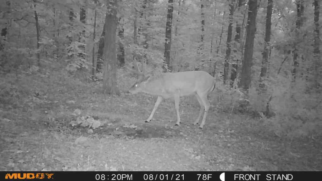 KyleKingFBFO's tweet photo. Just show up in the daylight already!!! I wanna see you with the lights on!!! 👀👀 #nocturnalbuck #bowhunting #velvetbuck #deerseason #outdoors #trailcamera @DruryOutdoors @MuddyOutdoors @Realtree @MossyOak @BassProShops @PrimeArcheryG5 https://t.co/MBD6rsMWf9